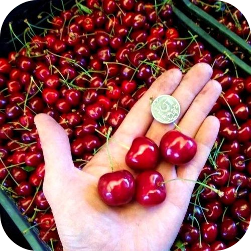 Черешня "Бычье Сердце" Черешня "Бычье Сердце"